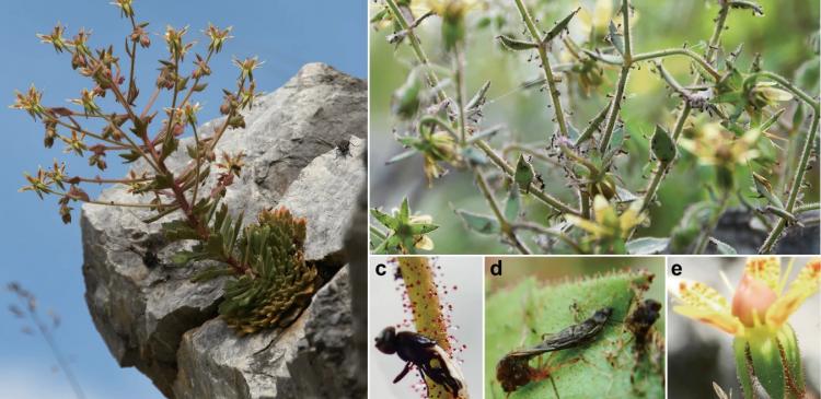 Flowering plants