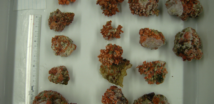 Pebble-like rhodoliths, which form a hidden seaweed ecosystem, collected from a depth of 38 m in the waters off Tanegashima Island, Kagoshima Prefecture, Japan. (Aki Kato / Hiroshima University) 