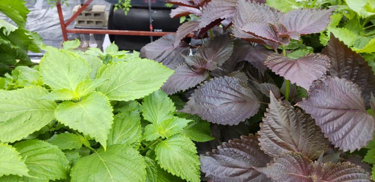 Genome editing transforms red perilla into green high-luteolin plants