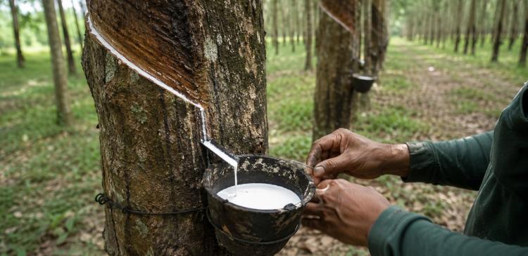 A worker collects white natural rubber latex from a tapped rubber tree in a plantation, with rows of rubber trees in the background.