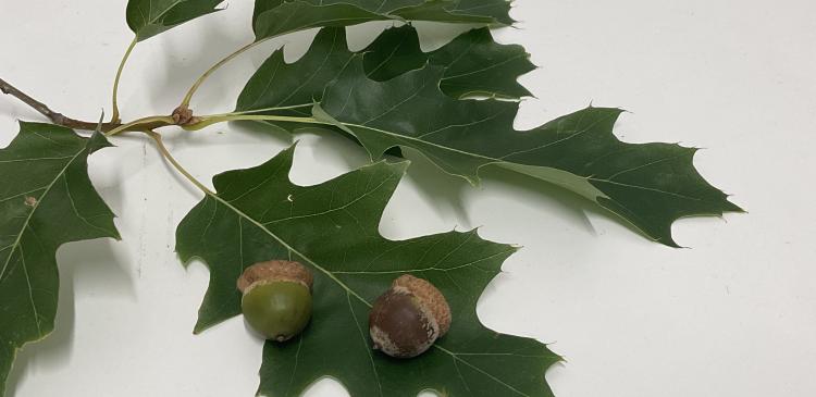 During masting, trees produce an increased amount of acorns. (Photo: Lea Végh)