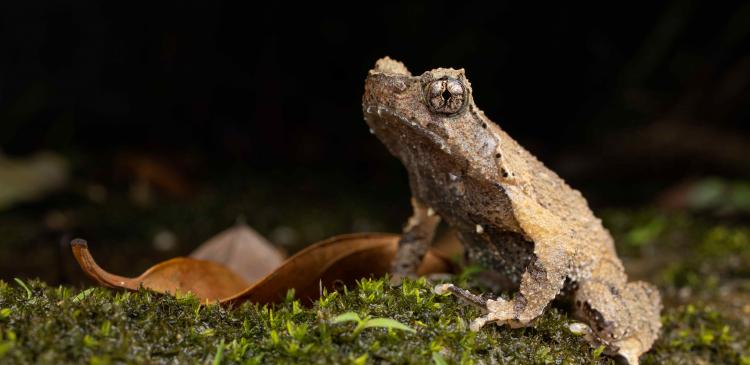 The Short-legged Horned Toad, an endangered species in Hong Kong, is a small frog measuring around 40 mm in length. It is characterised by short hind limbs, small horn-like projections above the eyes, and skin coloration and patterns that closely resemble dead leaves.  (The photo shows the Short-legged Horned Toad population on Lantau Island.) 