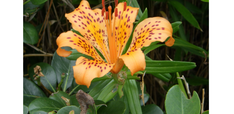  The new species of Japanese lily Lilium pacificum