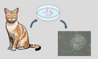 New advancements in veterinary regenerative medicine plausible with these pluripotent cells.