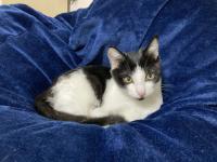Sterilization of cats and other companion animals, such as by removing the uterus, is a common procedure, with the donated uterus of cats providing the cells to generate feline induced pluripotent stem cells.