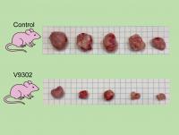 mouse model in glutamine cancer experiment