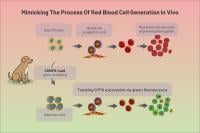 Dog iPSCs being used for red blood cell-like cell production