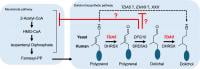 Proposed model for dolichol biosynthesis in budding yeast Saccharomyces cerevisiae. (Kazuki Hanaoka, Kuya Matsunaga, et al. PNAS. March 27, 2026) 