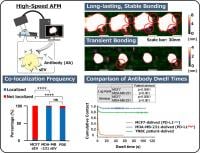 High-speed AFM reveals heterogeneous antibody accessibility on single small extracellular vesicles (sEVs).