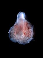 Bioengineered tooth unit