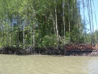 Mangrove1