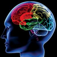 5Aug-Brain1