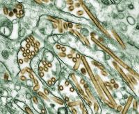 H5N1