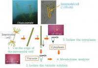 Isolation of vacuolar and cytoplasmic fraction