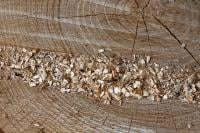 Wood Texture