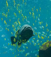 A Giant Grouper
