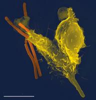 7Oct-Cell1