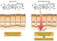 gut epithelial cells