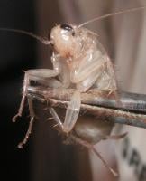 Cockroach