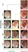 Flies exposed to heat stress