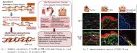 Fig.1,Fig.2