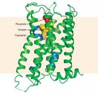 antihistamine