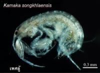 K songkhlaensis