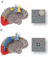 brains