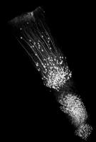 neurons