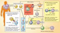 immune system