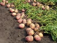 Potatoes