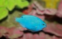 Blue Damselfish