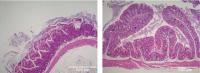 gut lining