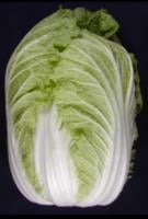 cabbage