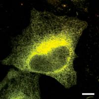 fluoro cell
