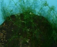 Chara australis