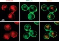 cells inhibitor