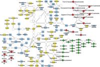 rice metabolism