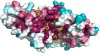 tumour protein