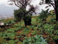 urban agriculture