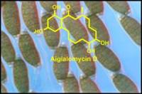 Aigialomycin D