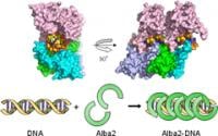 Chromatin archea