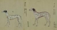 dogs Japan