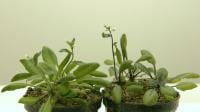 Figure 1: wild-type Arabidopsis