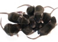 mice