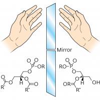 phospholipids archea