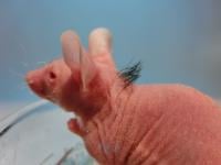 mouse 1