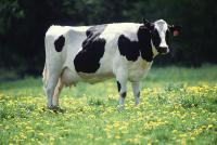 Holstein-Friesian milk cow