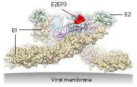 Viral membrane