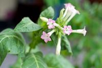 Tobacco plant